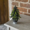 Single Pine Tree on corner of a table